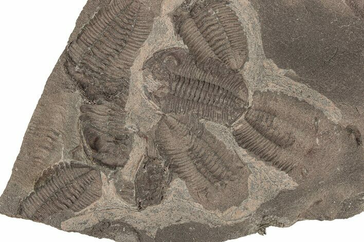 Ordovician Trilobite Mortality Plate - Tafraoute, Morocco #267361